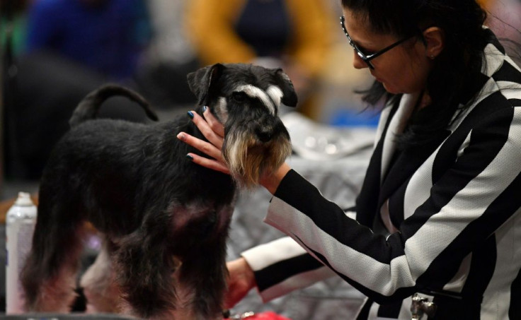 More than 26,000 dogs and 166,000 fans are expected over the four days of Crufts this year