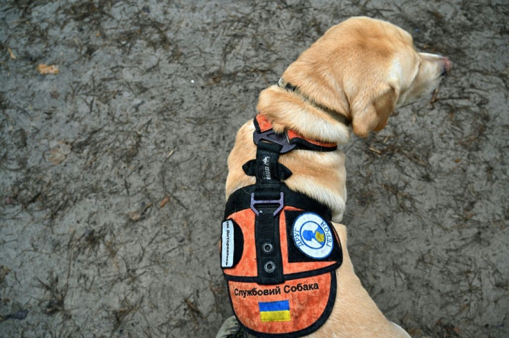 Deep Purple, wearing a dog collar insignia "Service Dog" and "Hero's Friend," gets taken for a walk by his handler Oleksandr, a 38-year-old war veteran, who spent a year on the frontline and credits the animal with saving his life
