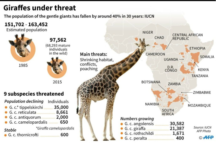 Population for different giraffe species and range