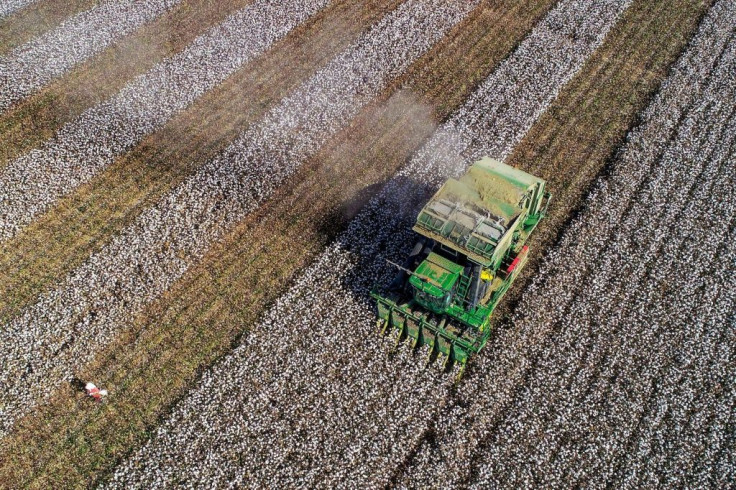 A harvester works in a cotton field in China's northwestern Xinjiang region in 2018