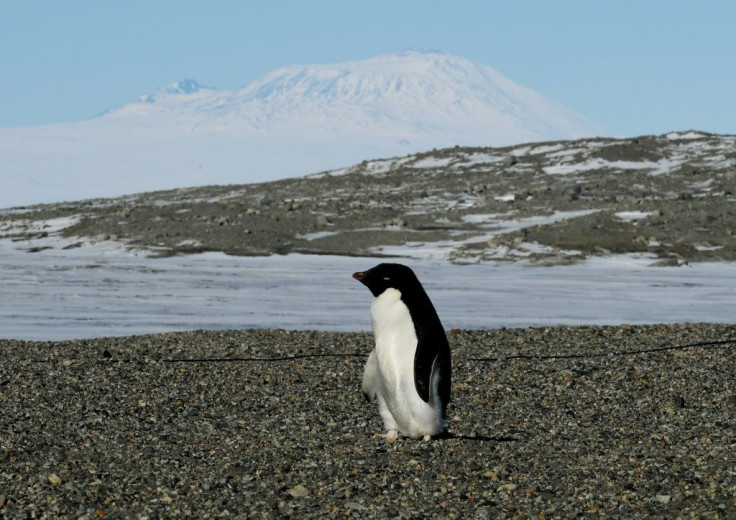 Almost all of the ice lost from Antarctica, and half of that from Greenland, has been triggered by warming ocean water speeding the movement of glaciers toward the sea