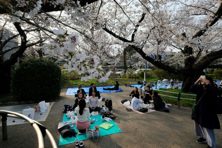 It is a Japanese tradition to eat and drink under the cherry trees