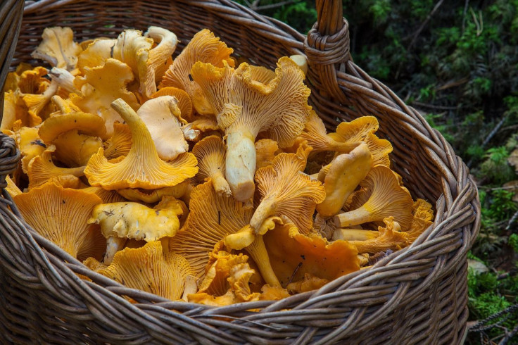 mushroom natural supplements to strengthen immune system