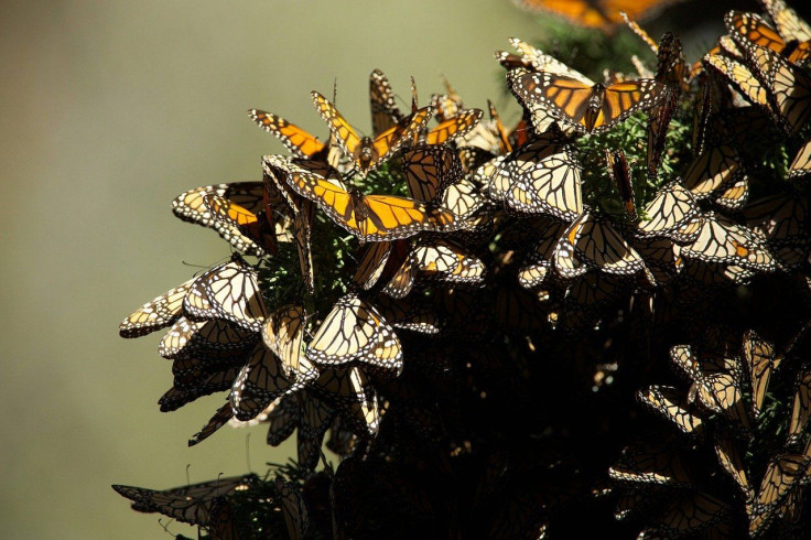 Monarch Butterflies