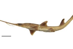 New Shark Species
