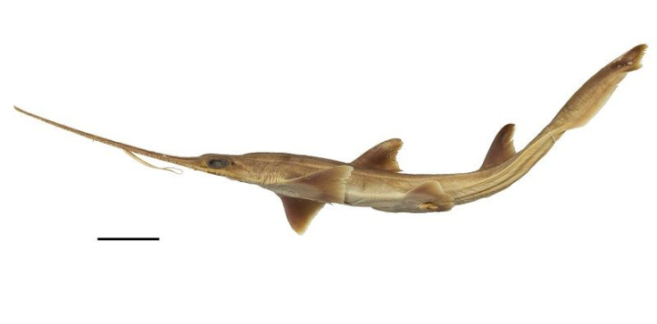 New Shark Species