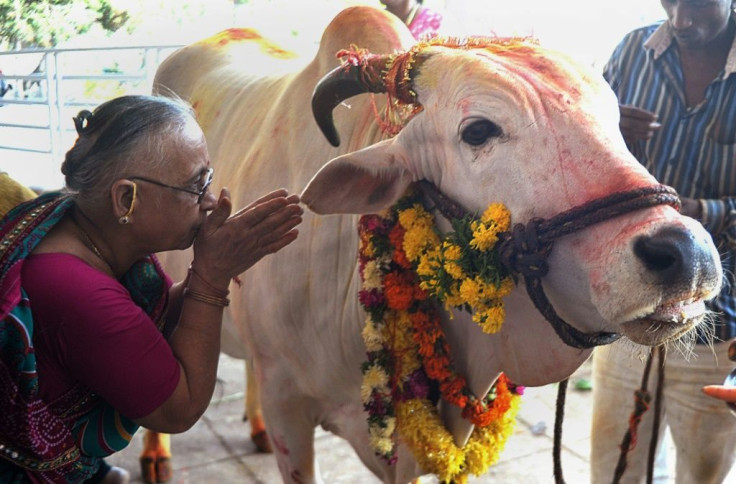 Many in India, a Hindu-majority nation of 1.3 billion, consider cows sacred and believe drinking cow urine is a panacea for all manner of ailments