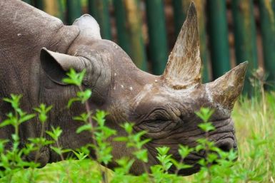 The IUCN identified modest growth in numbers decimated by poaching and illegal trade -- this November image released by Ngorongoro Conservation Area Authority in Tanzania shows Fausta, a female black rhino who died last year aged 57