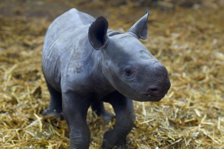 The black rhino has three subspecies, one has recovered enough to be classified as "near threatened", from "vulnerable", while the other two remain critically endangered -- this calf was born in France in December