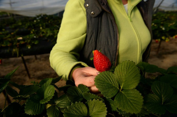 The digging of illegal wells to irrigate crops has been a widespread practice in Spain as water becomes increasingly scarce