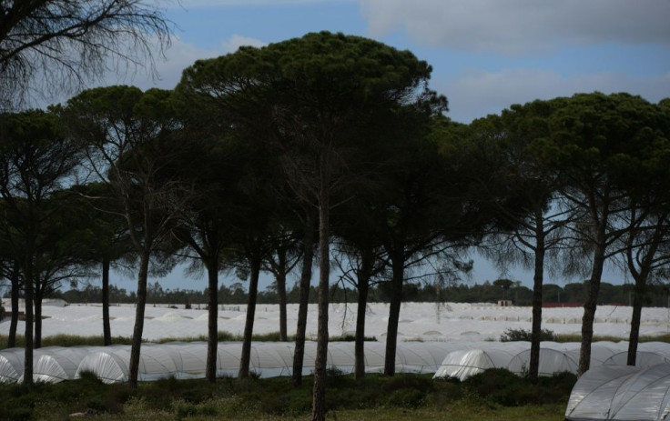 In the hills of Lucena, it's easy to find blocked-off wells and illegal irrigation ponds that just a few months ago were watering fields of strawberries, raspberries and blueberries