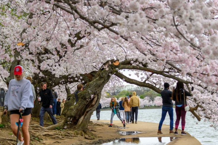 Washington's famous cherry blossoms, pictured on March 21, opened just as most public attractions across the city closed and nearly a billion people were confined to their homes worldwide