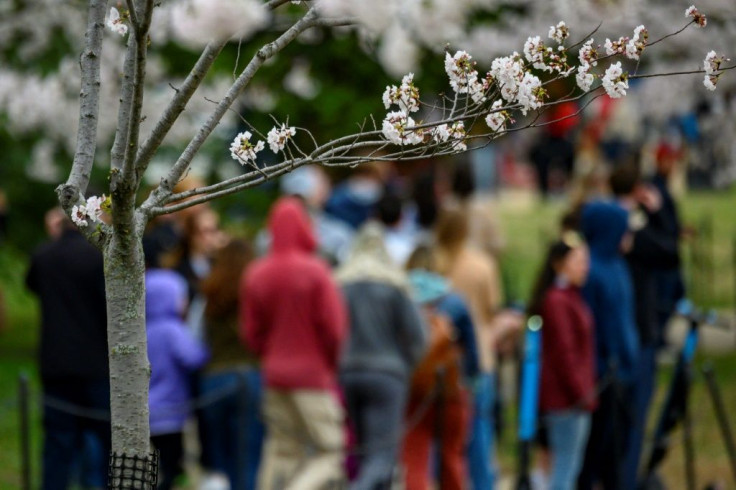 Washington's public transportation authority closed two metro stops closest to the Tidal Basin "to prevent cherry blossom travel"