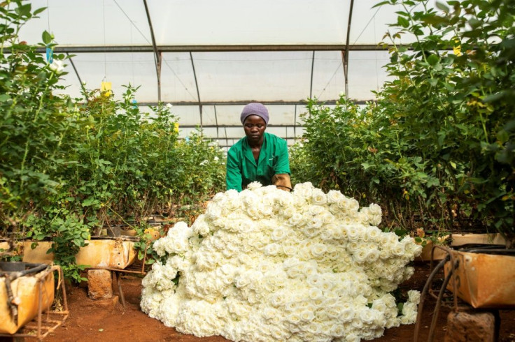 Workers still have to cut the flowers, but the precious blooms are dumped -- demand in Europe and the Middle East has evaporated