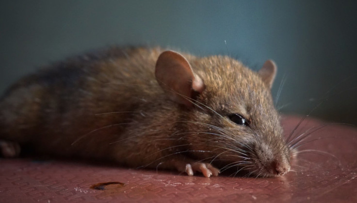 Hantavirus