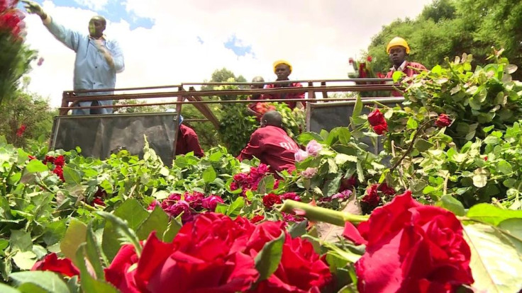 'It's not rosy': Kenya's flowers rot amid virus slowdown