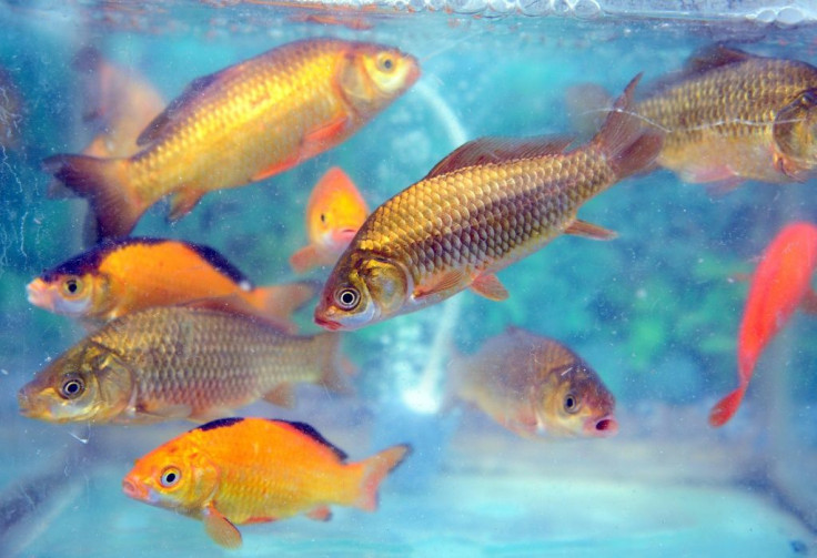 A man in the US died after taking a form of choloroquine used to clean fish tanks in the mistaken belief it would protect against the coronavirus