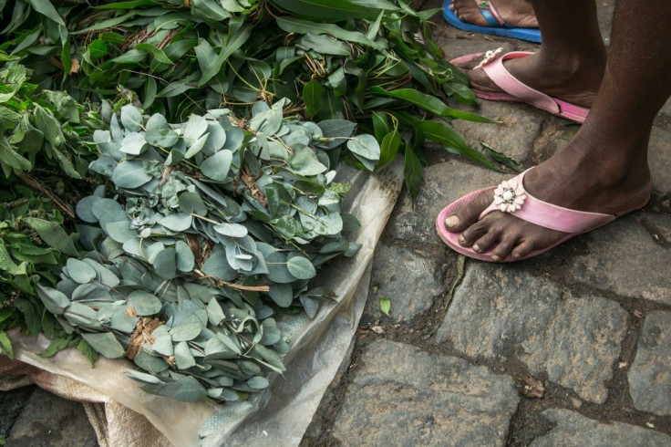 False claims: Hawkers in Madagascar are doing a roaring trade in leaves from the rose gum tree (Eucalyptus grandis), saying a herbal infusion can fend off coronavirus