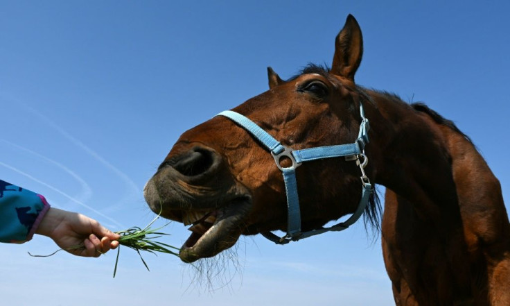 "A stranger stroked my horse, could he have infected it?" one caller asked France's police emergency line