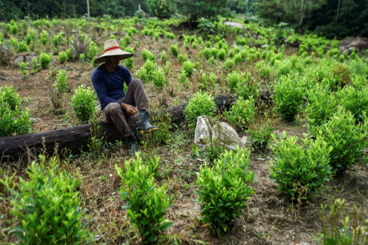 A Colombian farm for coca, the leaves used to make cocaine