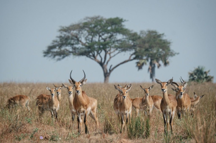 The impact of Uganda's oil ambitions on Murchison Falls National Park, in particular, has caused grave concern