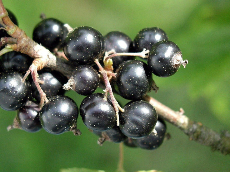 blackcurrant can help boost body's anti-viral defenses