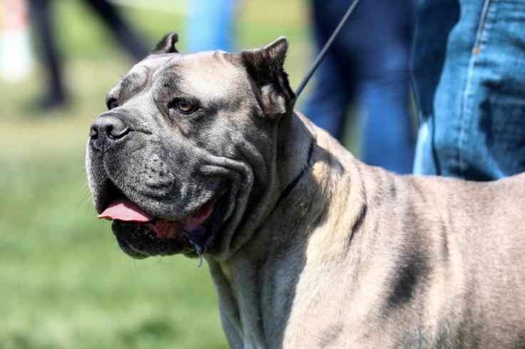 After giving chase, Washington state police were shocked to see a pit bull (similar to the one pictured) in the driver's seat and a man steering and pushing the gas pedal from the passenger side