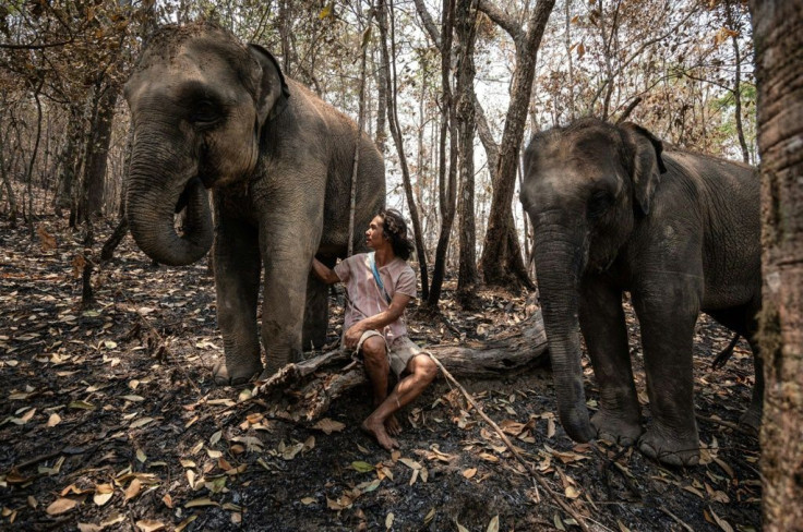 Around 2,000 elephants are currently "unemployed" as the virus eviscerates Thailand's tourist industry, says Theerapat Trungprakan, president of the Thai Elephant Alliance Association