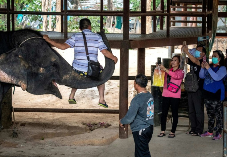 Before the virus, life for the kingdom's estimated 2,000 elephants working in tourism was already stressful, with abusive methods often used to 'break them' into giving rides and performing tricks at money-spinning animal shows