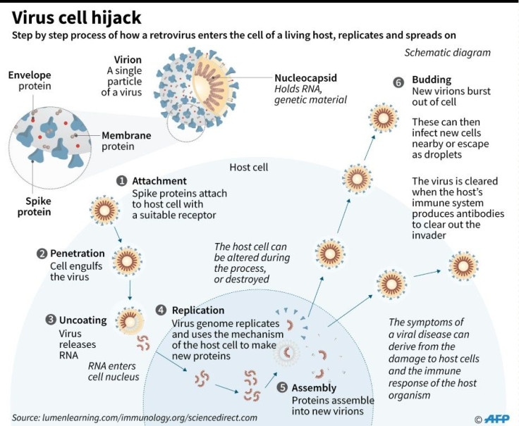 Graphic on the process used by a virus for entering a living cell, replicating, and spreading.