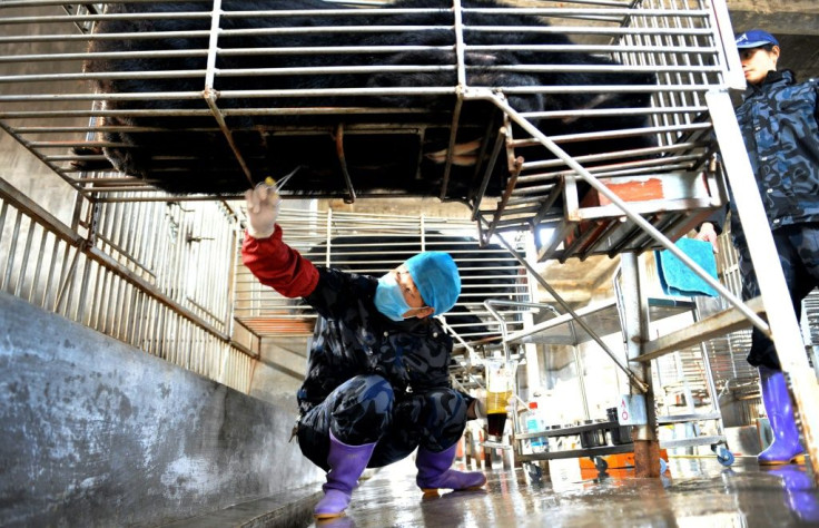 Chinese workers collect bile from a caged bear at a farm in Fujian province. Beijing is promoting the use of bear bile to treat coronavirus patients but it has no proven effectiveness