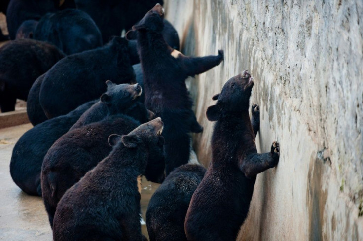 Bear bile farming is legal in China but activists point out that the active ingredient is readily available in a synthetic form