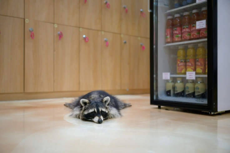 A raccoon cuts a lonely figure at the Eden Meerkat Friends Cafe in Seoul, where customers are few and far between