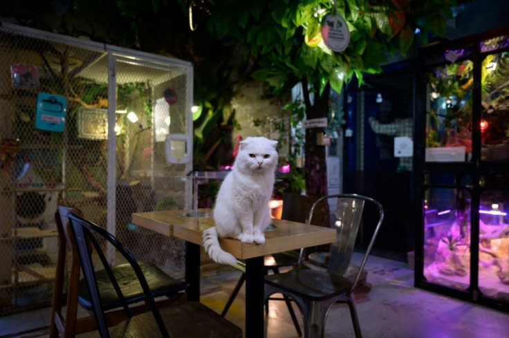 The owner of the Raccoon Cafe Table A in Seoul says people have avoided the business after hearing the coronavirus was first contracted from a wild animal