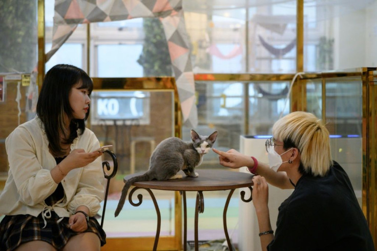 Animal lovers who are not able to keep pets at home come to the cafes to relax