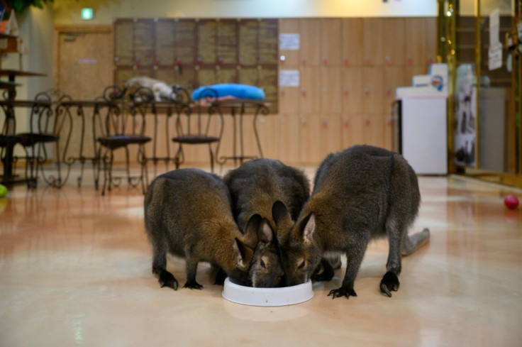 Wallabies are among the more exotic creatures at South Korea's animal cafes