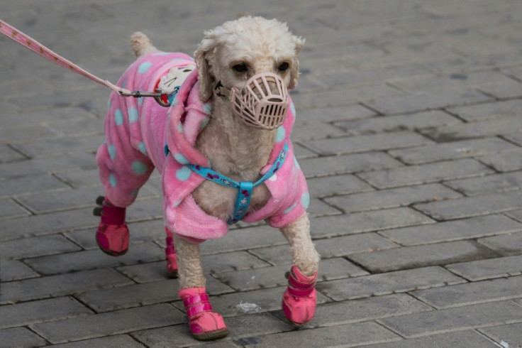 It's a dog's life in Cyprus where man's best friend can be taken out for walks each day while the movement of children are more restricted amid the coronavirus pandemic