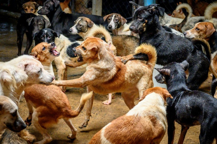Fights frequently erupt between the animals at Auntie Ju's shelter outside Bangkok