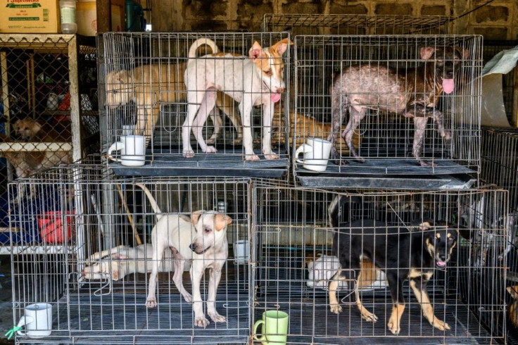 New arrivals are kept in cages until they get used to conditions at Auntie Ju's shelter