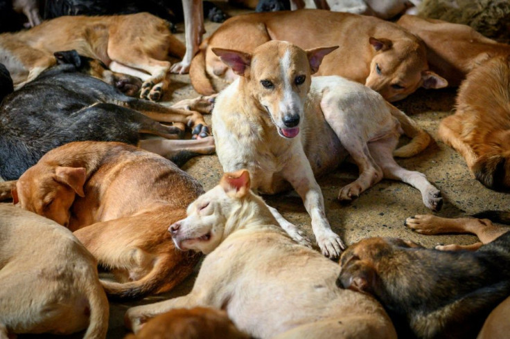 Critics of Auntie Ju's shelter say the animals are kept in cramped and unhygienic conditions