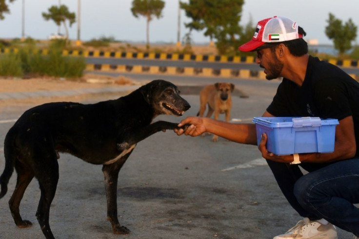 Stray dogs on the streets of Karachi, Pakistan