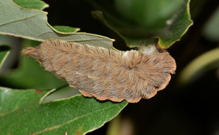 megalopyge opercularis is a friendly-looking yet venomous caterpillar commonly known as the asp