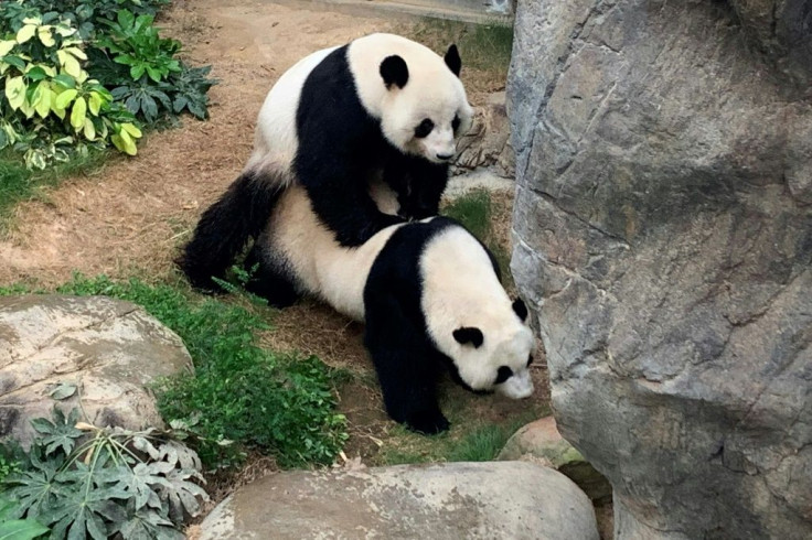 Experts will now monitor Ying Ying for signs of pregnancy, but it may be quite some wait as the gestation period for giant pandas ranges from 72 to 324 days