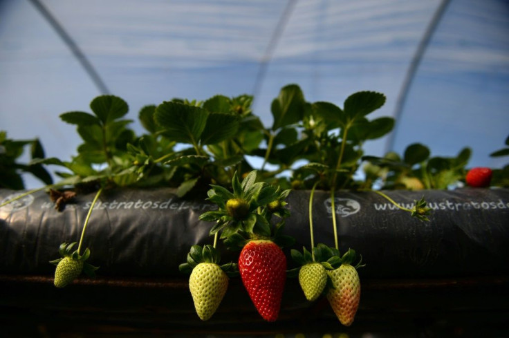 Spanish strawberries make up most of the European market at this time of the year