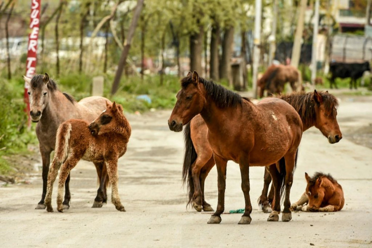 A herd of horses seen on a deserted road in a residential area of Srinagar, in Kashmir