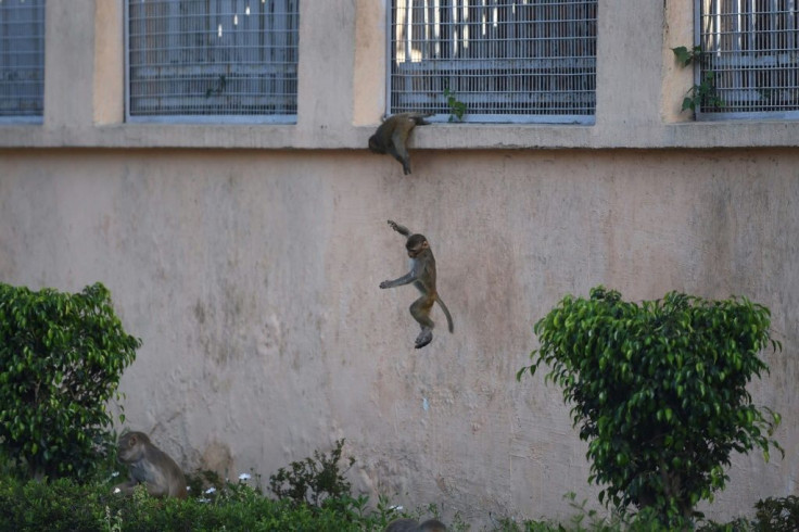 Monkeys have been seen entering government buildings in search of food during the virus lockdown