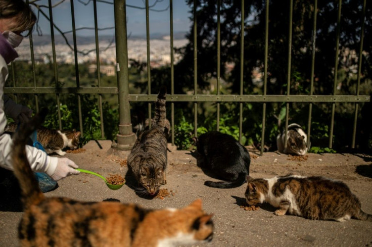 European authorities are realising that allowances must be made for populations of stray animals