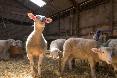In Britain, where people traditionally enjoy a roast leg of lamb on the religious holiday, some 35,000 fewer lambs were slaughtered in the week ending March 28, according to the Agriculture and Horticulture Development Board (AHDB)