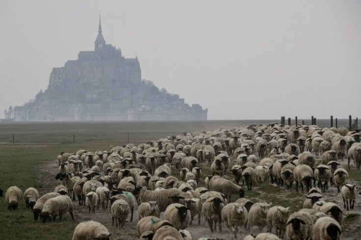 Farmers face difficulties as not only are they losing income, they have to keep feeding unsold lambs and sheep