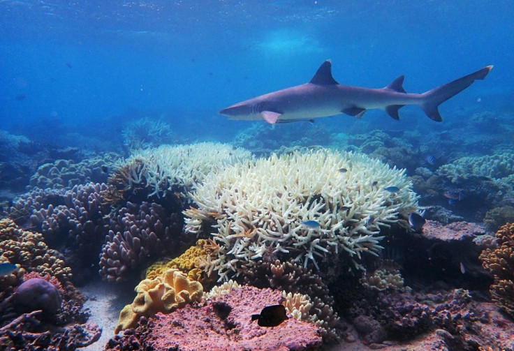 Recent phenomena such as the mass bleaching of the Great Barrier reef suggest heat-related die-off is already occuring in places